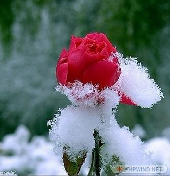 冰雪玫瑰.jpg