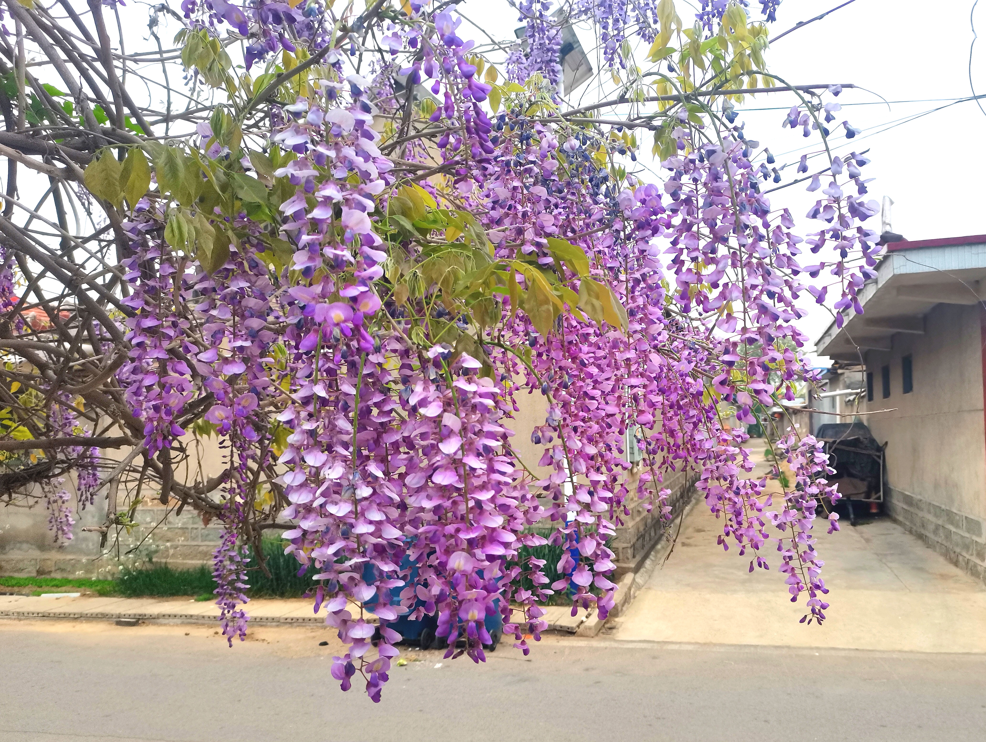 紫藤花