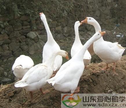 鹅鹅鹅，曲项向天歌