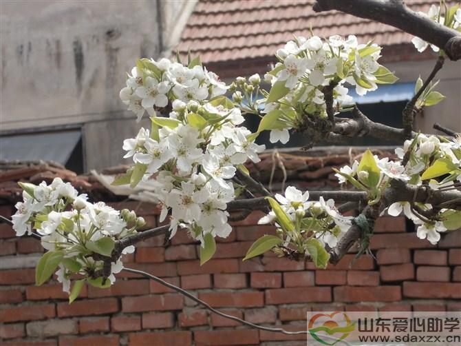 花意.jpg