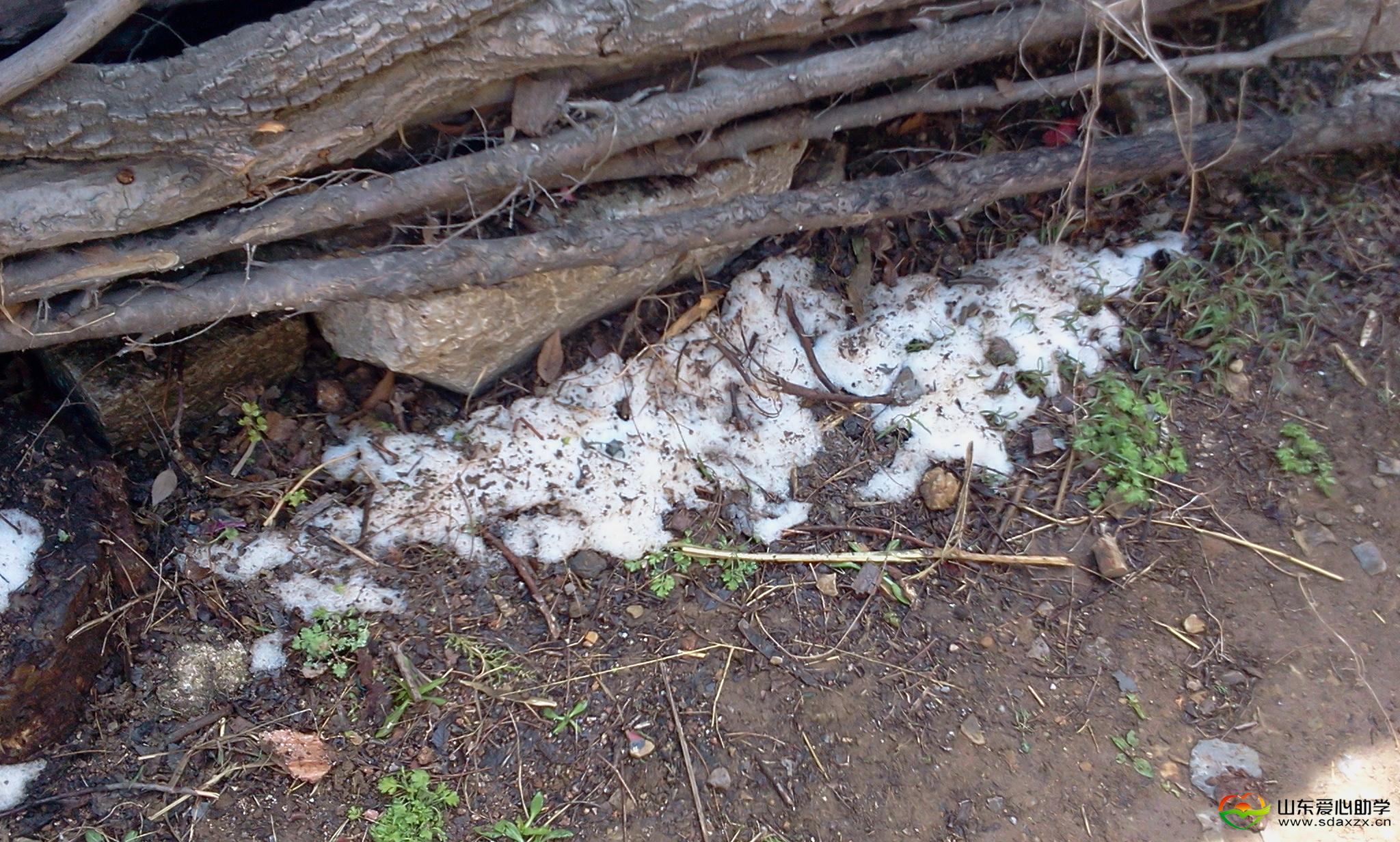 山里的雪未化