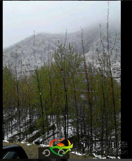 春意残雪