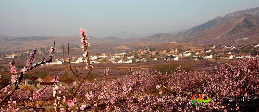 桃花1.jpg